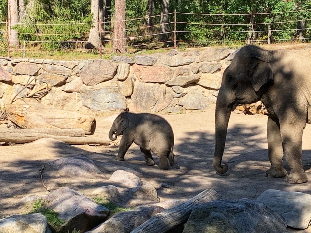 asiatisk sjuksköterska nöje